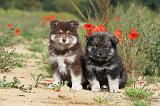 CHIEN FINNOIS DE LAPONIE 426